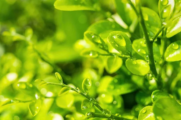 Macro Closeup Bela Folha Verde Fresca Com Gota Água Natureza — Fotografia de Stock