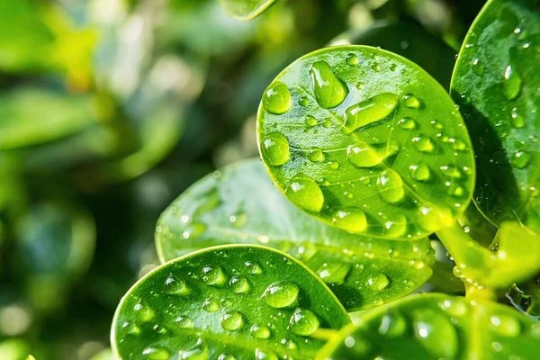 Makro Detailní Záběr Krásné Čerstvé Zelené Listy Kapkou Vody Příroda — Stock fotografie