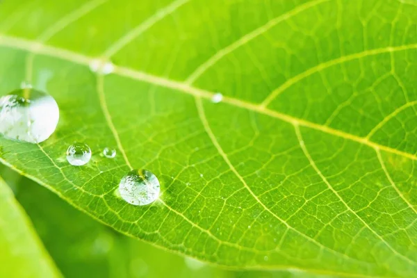 Makro Nahaufnahme Von Schöne Frische Grüne Blatt Mit Tropfen Wasser — Stockfoto