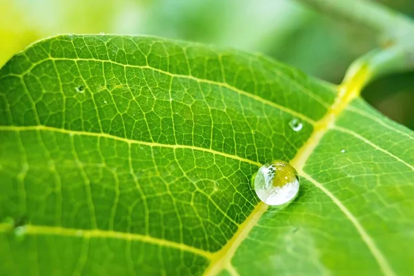Makro Nahaufnahme Von Schöne Frische Grüne Blatt Mit Tropfen Wasser — Stockfoto