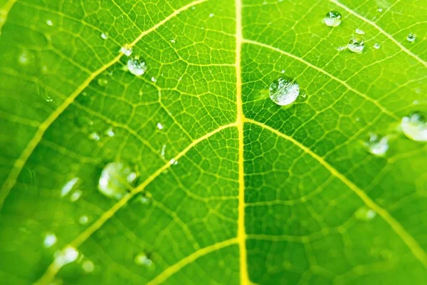 Macro Closeup Bela Folha Verde Fresca Com Gota Água Natureza — Fotografia de Stock