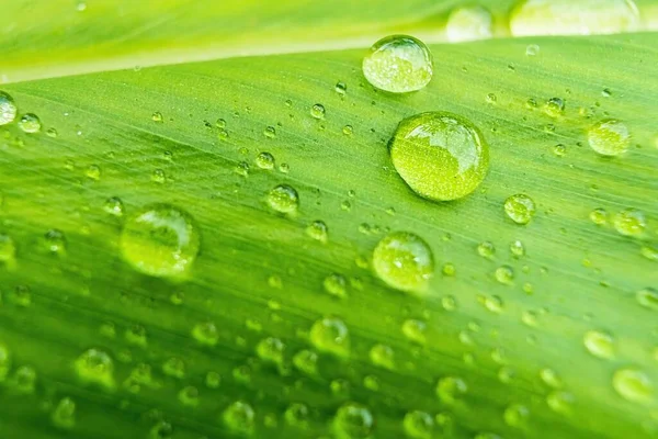 Makro Närbild Vackra Färska Gröna Blad Med Droppe Vatten Natur — Stockfoto