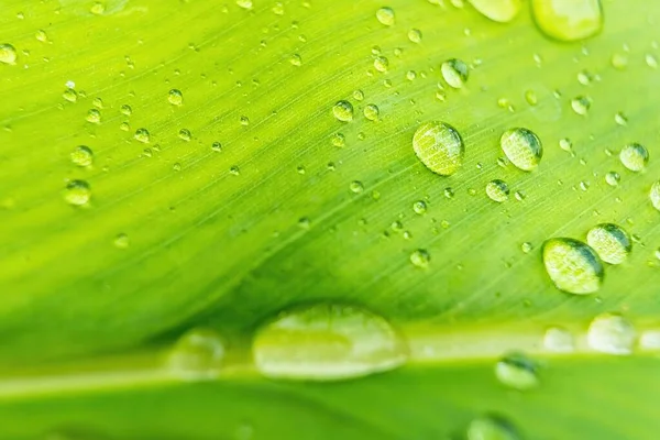 Makro Närbild Vackra Färska Gröna Blad Med Droppe Vatten Natur — Stockfoto