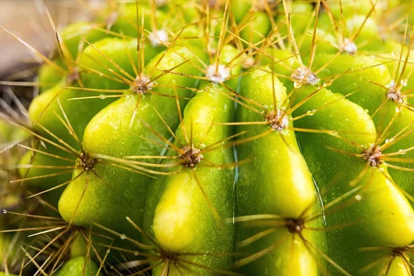 Gros Plan Cactus Dans Jardin Pour Motif Nature — Photo