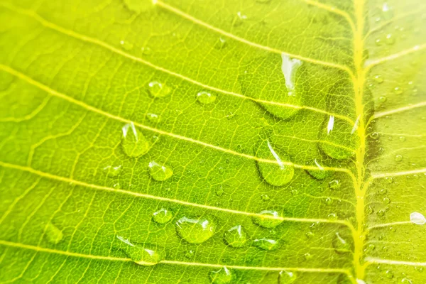 Macro Closeup Bela Folha Verde Fresca Com Gota Água Sol — Fotografia de Stock