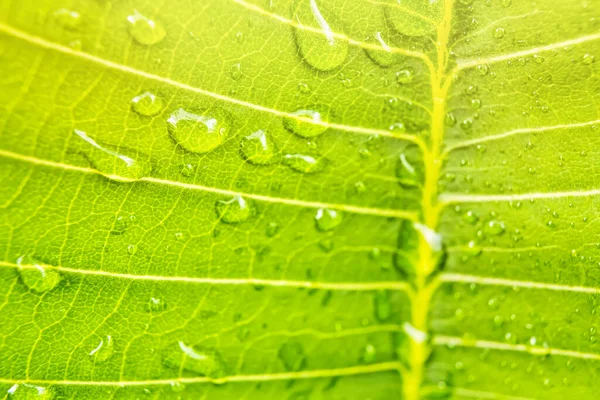 朝日の自然の中で水の滴と美しい新鮮な緑の葉のマクロの閉鎖背景 — ストック写真