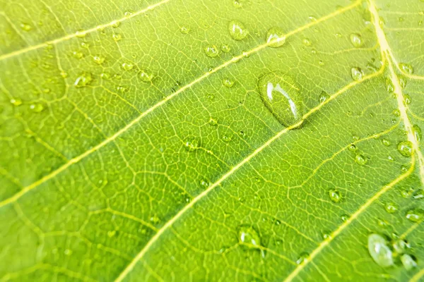 Penutup Makro Indah Daun Hijau Segar Dengan Setetes Air Pagi — Stok Foto