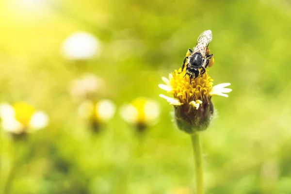 Makro Nahaufnahme Von Schöne Frische Gelbe Blumen Der Morgensonne Natur — Stockfoto