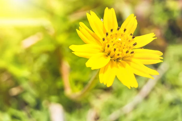 Makro Nahaufnahme Von Schöne Frische Gelbe Blumen Der Morgensonne Natur — Stockfoto