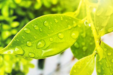 Makro yakın plan Güzel taze yeşil yaprak Sabah güneş ışığı arkaplanı ile su damlası.