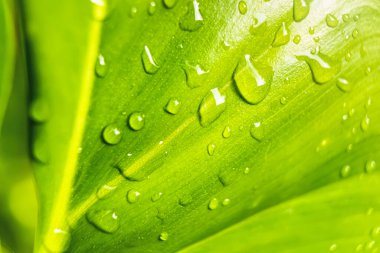 Makro yakın plan Güzel taze yeşil yaprak Sabah güneş ışığı arkaplanı ile su damlası.