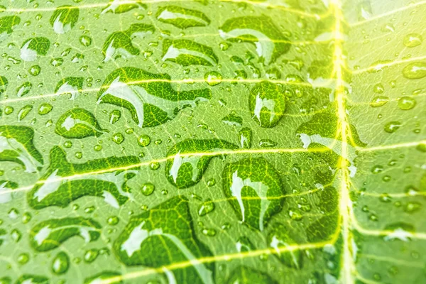 Macro Closeup Bela Folha Verde Fresca Com Gota Água Luz — Fotografia de Stock