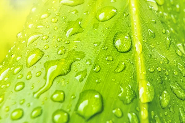 Macro Primer Plano Hermosa Hoja Verde Fresca Con Gota Agua — Foto de Stock