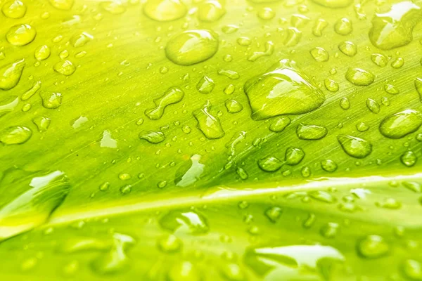 Macro Primo Piano Bella Foglia Verde Fresco Con Goccia Acqua — Foto Stock
