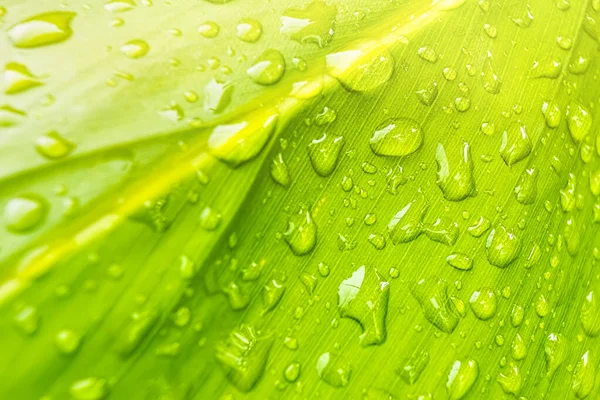 Macro Closeup Beautiful Fresh Green Leaf Drop Water Morning Sunlight — Stock Photo, Image