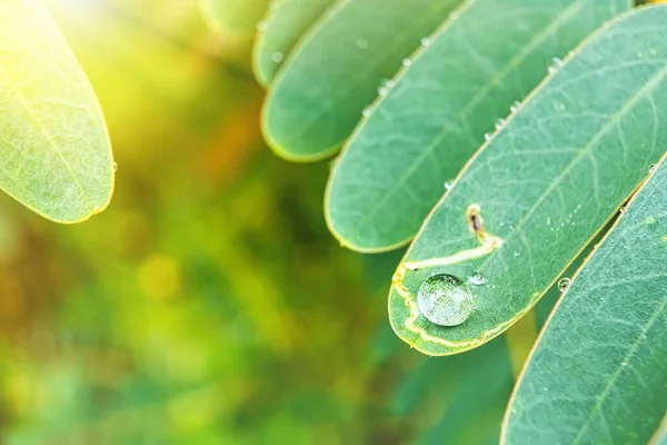 Makro Detailní Záběr Krásné Čerstvé Zelené Listy Kapkou Vody Ranním — Stock fotografie