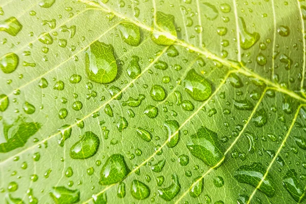 Macro Closeup Bela Folha Verde Fresca Com Gota Água Luz — Fotografia de Stock