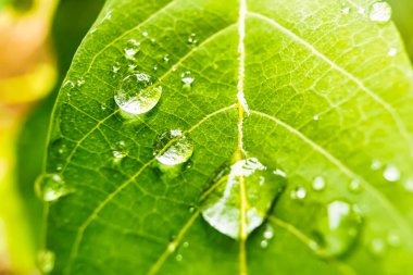 Makro yakın plan Güzel taze yeşil yaprak Sabah güneş ışığı arkaplanı ile su damlası.