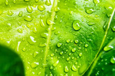 Makro yakın plan Güzel taze yeşil yaprak Sabah güneş ışığı arkaplanı ile su damlası.