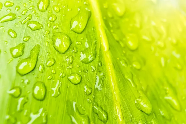 Macro Closeup Beautiful Fresh Green Leaf Drop Water Morning Sunlight — Stock Photo, Image