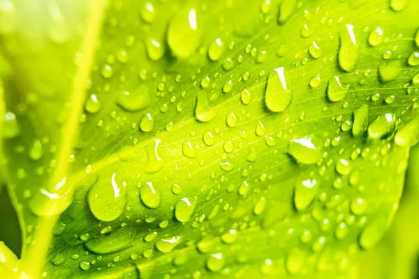Macro Closeup Του Όμορφο Φρέσκο Πράσινο Φύλλο Σταγόνα Νερού Στο — Φωτογραφία Αρχείου