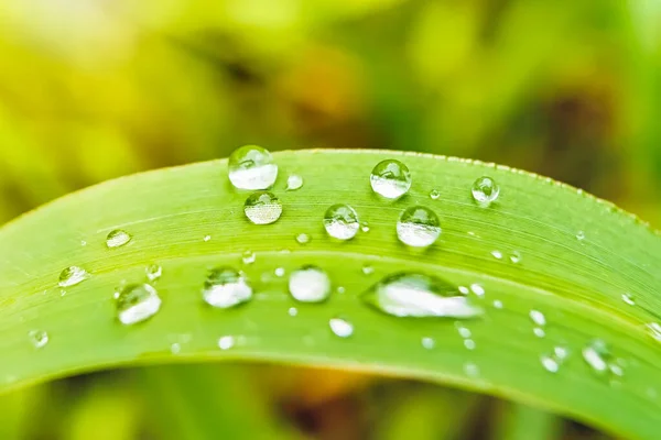 Macro Closeup Beautiful Fresh Green Grass Drop Water Morning Sun — Stock Photo, Image