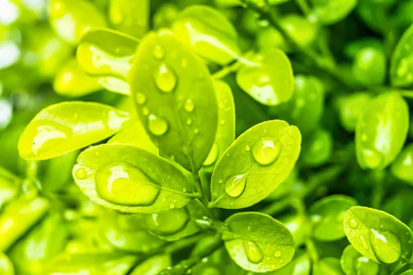 Macro Closeup Beautiful Fresh Green Leaf Drop Water Morning Sunlight — Stock Photo, Image