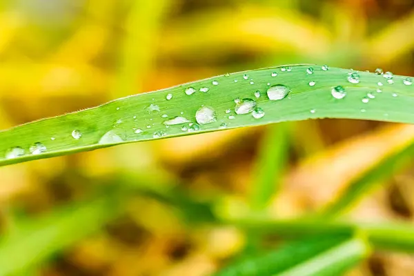 Macro Closeup Beautiful Fresh Green Grass Drop Water Morning Sun — Stock Photo, Image