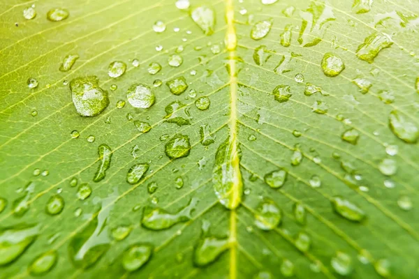Макро Крупный План Красивый Свежий Зеленый Лист Каплей Воды Утреннем — стоковое фото