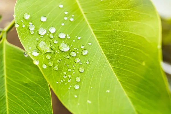 Makro Nahaufnahme Von Schöne Frische Grüne Blatt Mit Wassertropfen Der — Stockfoto