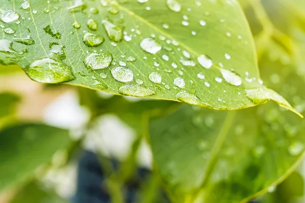 Macro Primer Plano Hermosa Hoja Verde Fresca Con Gota Agua — Foto de Stock