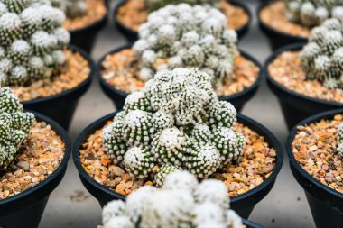 Çiçek saksısında kaktüs var. Arka plan ve doku için güneş ışığı var..