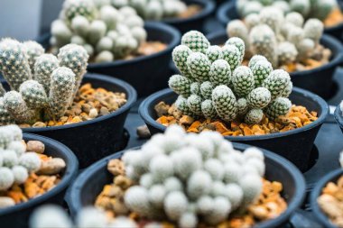 Çiçek saksısında kaktüs var. Arka plan ve doku için güneş ışığı var..