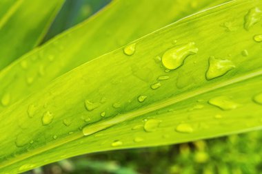 Sabahın köründe yağmurdan sonra su damlasıyla birlikte güzel yeşil yaprağın makro yakın çekimi..
