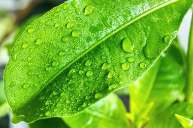 Sabahın köründe yağmurdan sonra su damlasıyla birlikte güzel yeşil yaprağın makro yakın çekimi..