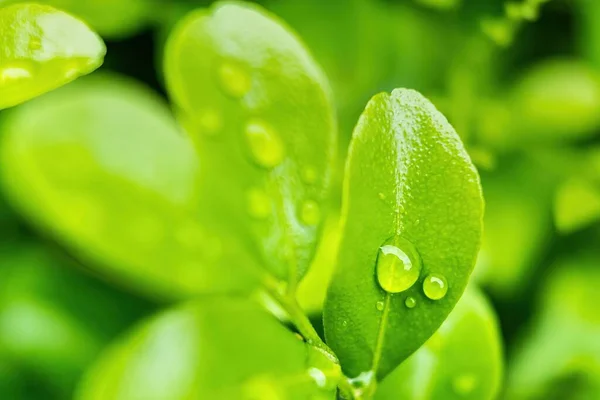 Macro Gros Plan Belle Feuille Verte Fraîche Avec Une Goutte — Photo