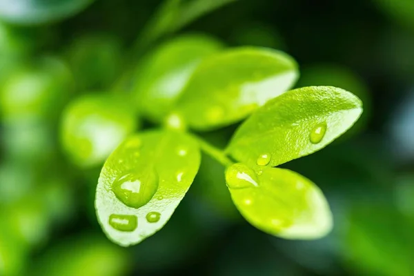 朝の日差しの中で雨の後に水を垂らす美しい緑の葉のマクロな閉鎖自然背景 — ストック写真