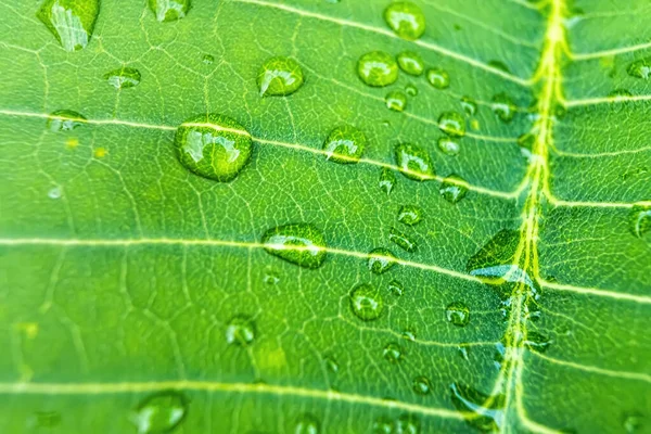 Macro Closeup Bela Folha Verde Fresca Com Gota Água Após — Fotografia de Stock