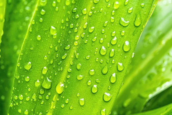雨后在阳光下美丽的新鲜绿叶与一滴水的宏观特写 — 图库照片
