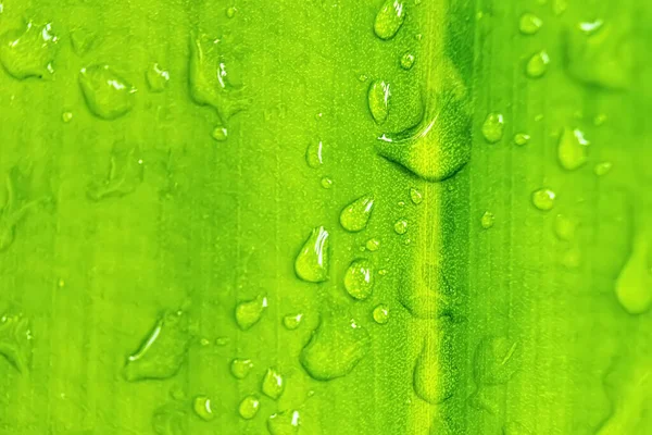 雨后在阳光下美丽的新鲜绿叶与一滴水的宏观特写 — 图库照片