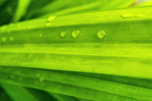 Macro Primer Plano Hermosa Hoja Verde Fresca Con Gota Agua — Foto de Stock