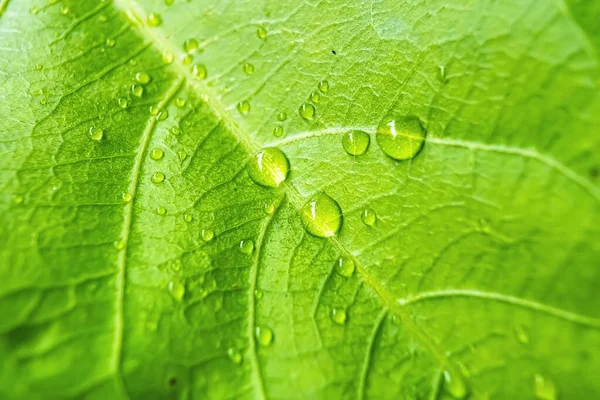 Macro Closeup Bela Folha Verde Fresca Com Gota Água Após — Fotografia de Stock