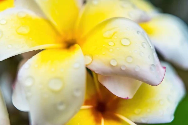Makro Zbliżenie Białe Kwiaty Plumerii Kroplami Wody Płatkach Deszczu Rano — Zdjęcie stockowe
