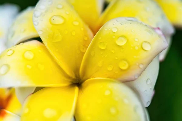 에비가 꽃잎에 물방울이 맺히는 배관공 모양의 매크로 클로즈업 — 스톡 사진
