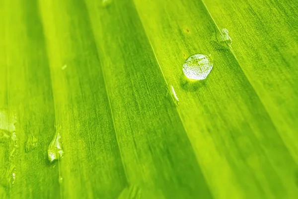 Macro Closeup Beautiful Fresh Green Leaf Drop Water Rain Morning — Stock Photo, Image