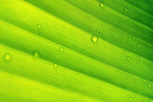 Makro Närbild Vackra Färska Gröna Blad Med Droppe Vatten Efter — Stockfoto