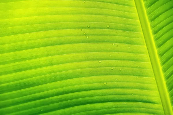 Macro Gros Plan Belle Feuille Verte Fraîche Avec Une Goutte — Photo