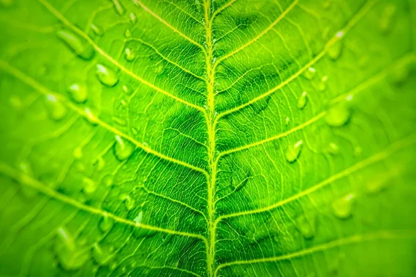 Macro Primo Piano Bella Foglia Verde Fresco Con Goccia Acqua — Foto Stock