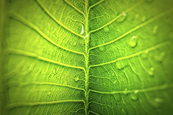 Macro Closeup Του Όμορφο Φρέσκο Πράσινο Φύλλο Σταγόνα Νερό Μετά — Φωτογραφία Αρχείου