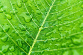 Makro detailní záběr krásné čerstvé zelené listy s kapkou vody po dešti v ranním slunci příroda pozadí.